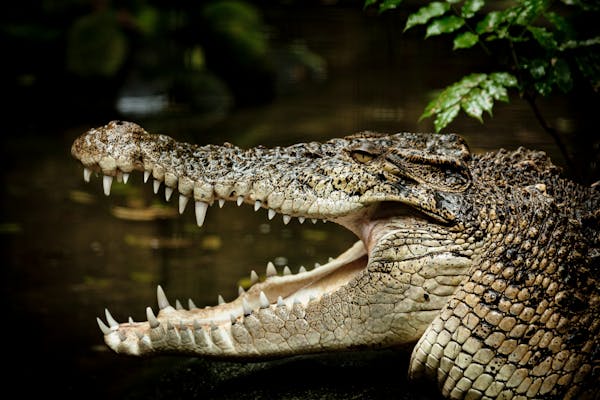 Saltwater Crocodile