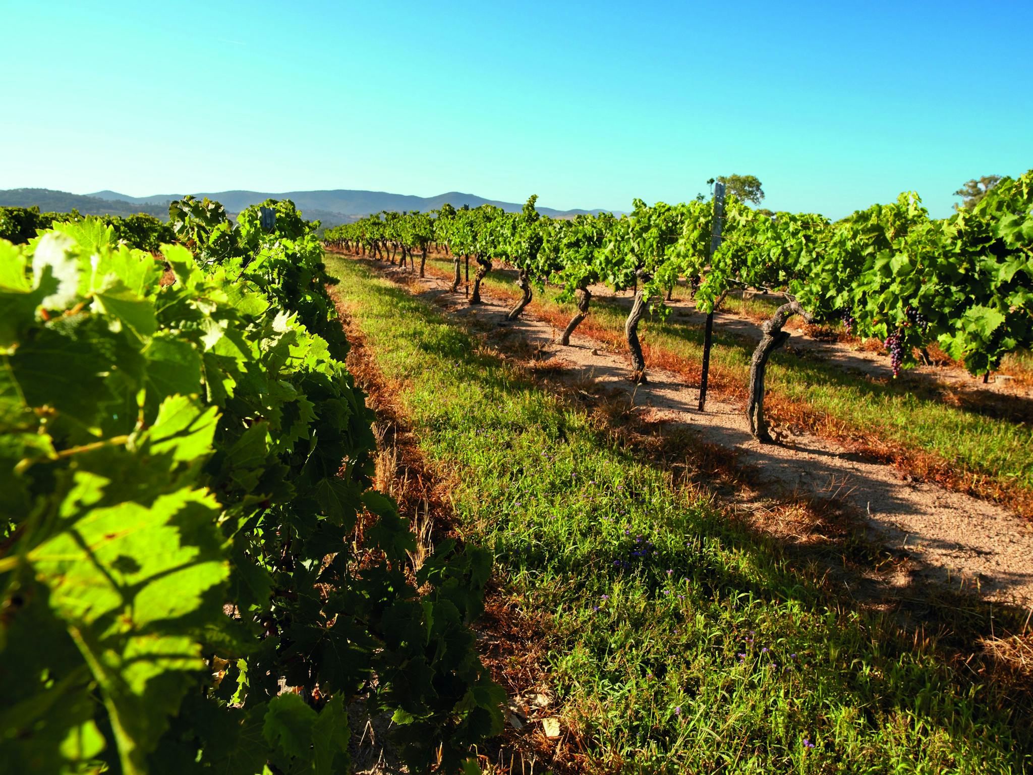 Grape vines, Granite Belt Grape vines, Granite Belt