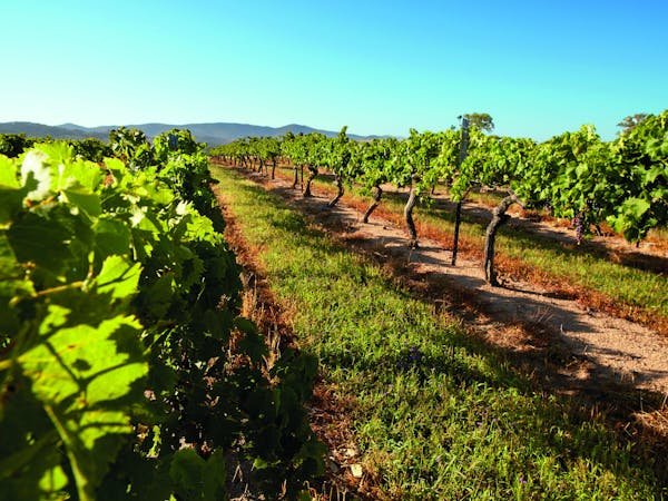 Grape vines, Granite Belt