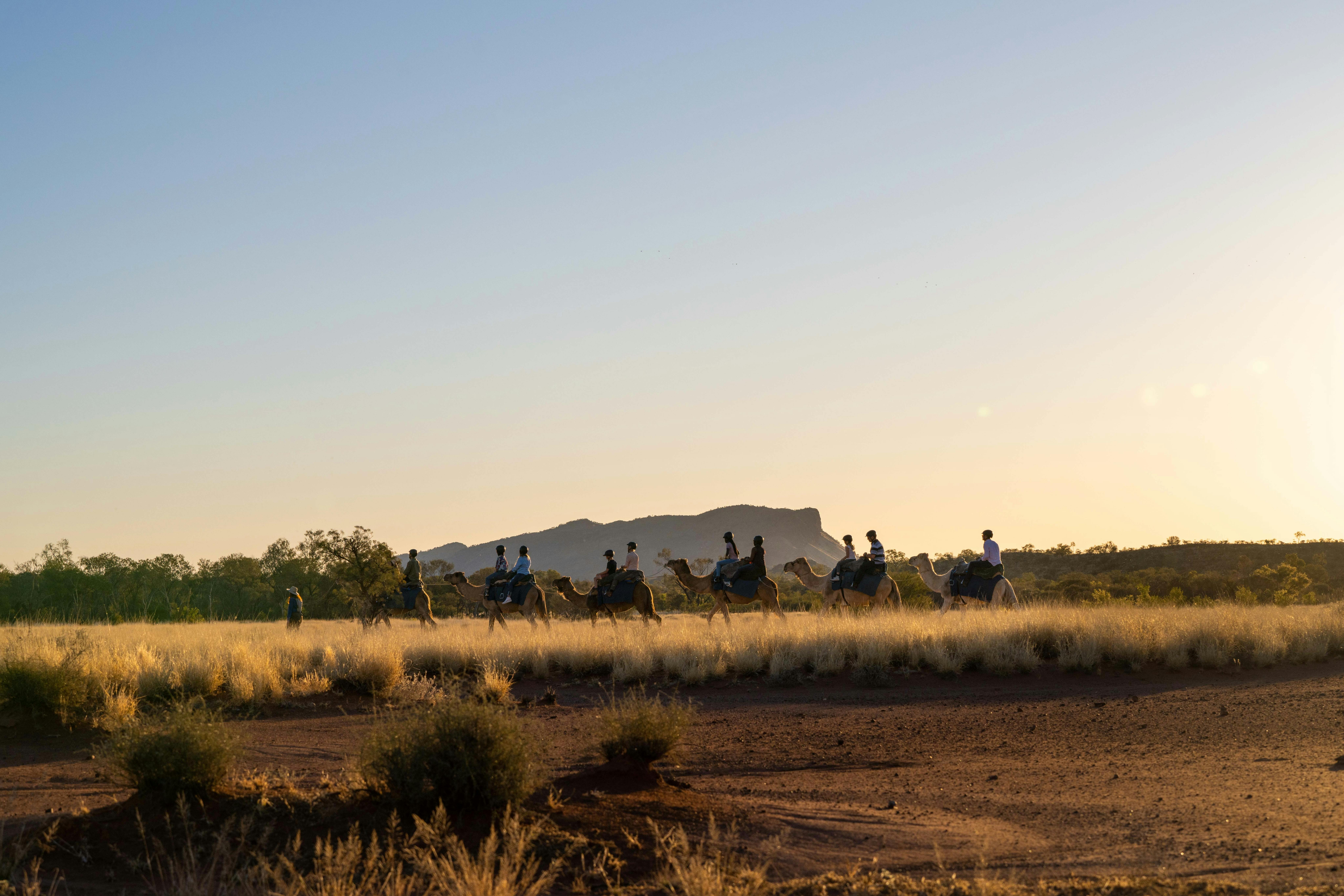 camel ride against the backdrop of the MacDonnel Ranges in the sunset light