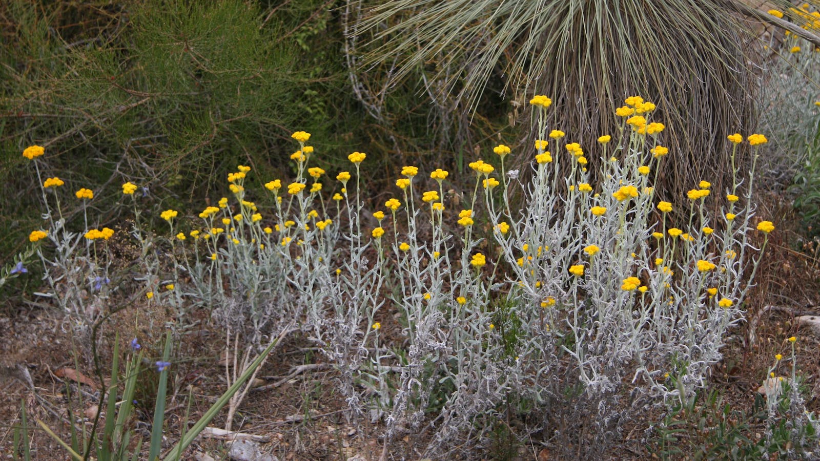 Black Hill Conservation Park