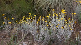 black hill conservation park