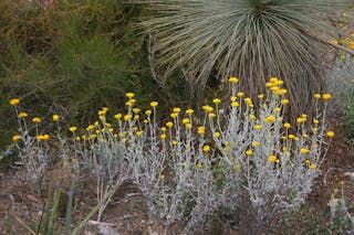 Black Hill Conservation Park