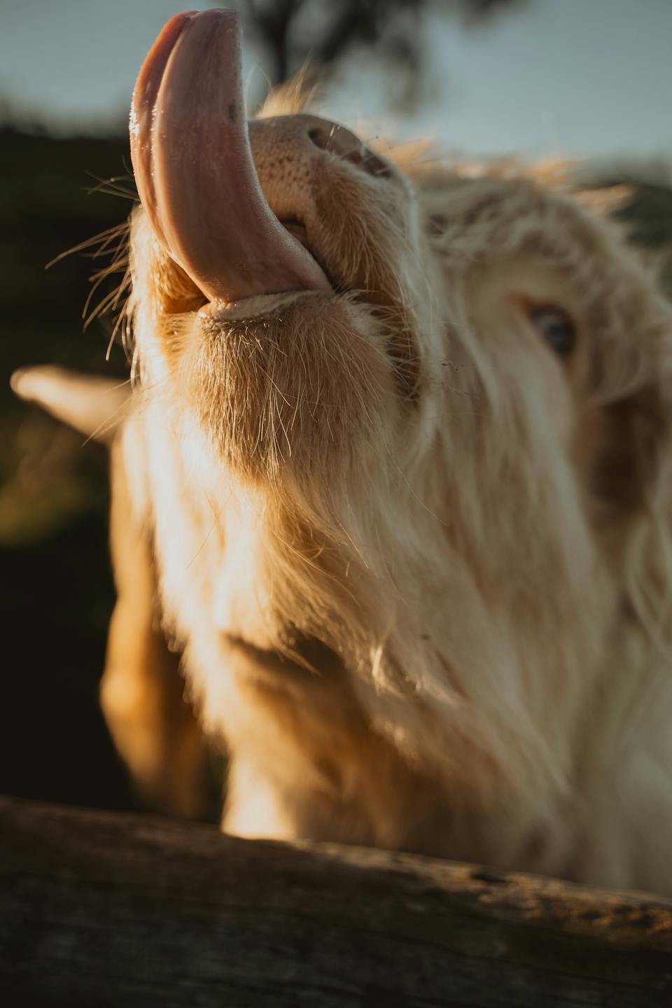 Cradle Mountain Highlands - Highland Cow Experience photo