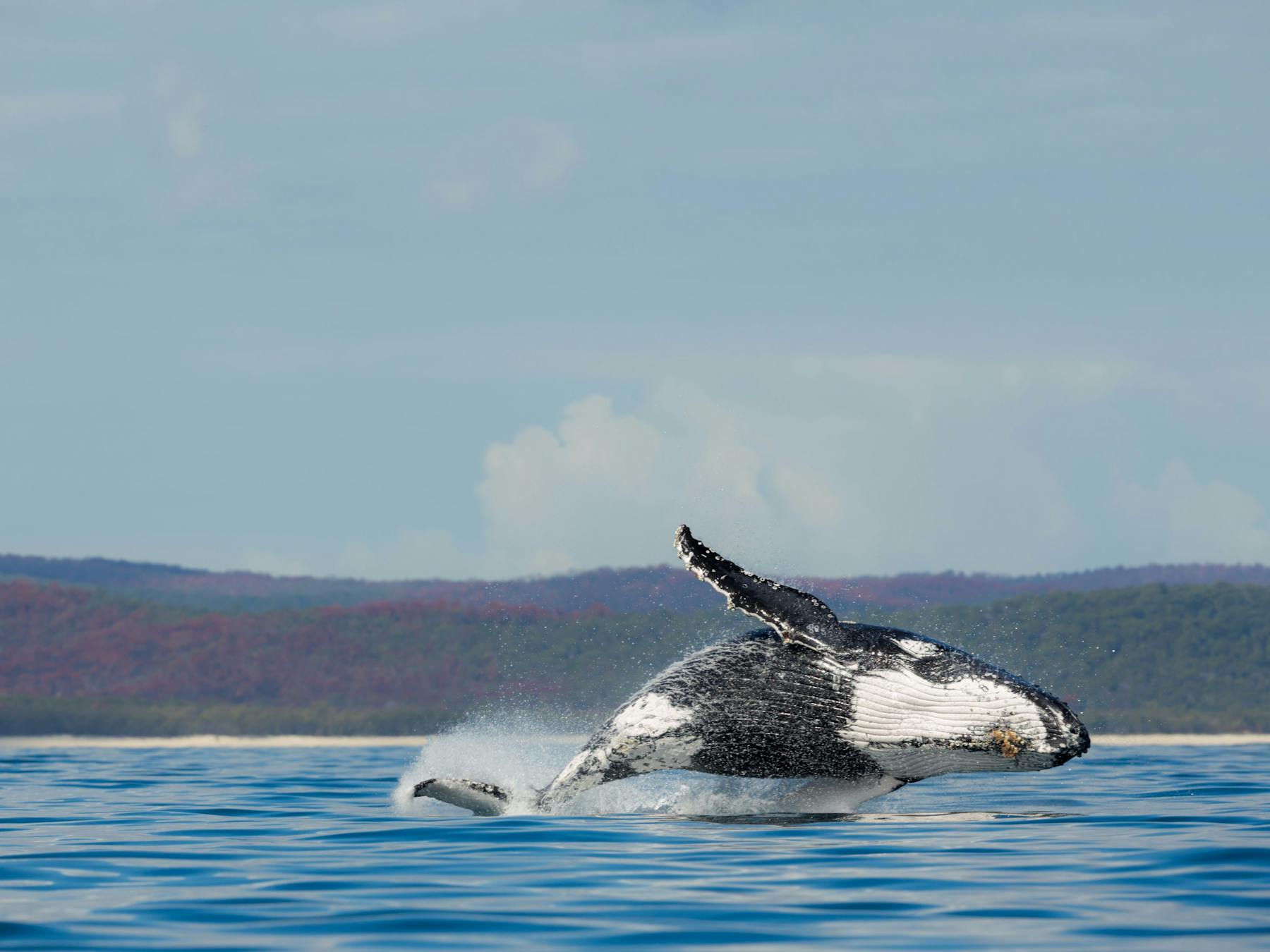 Breaching whales, Hervey Bay, Queensland.