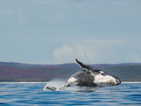 Hervey Bay image