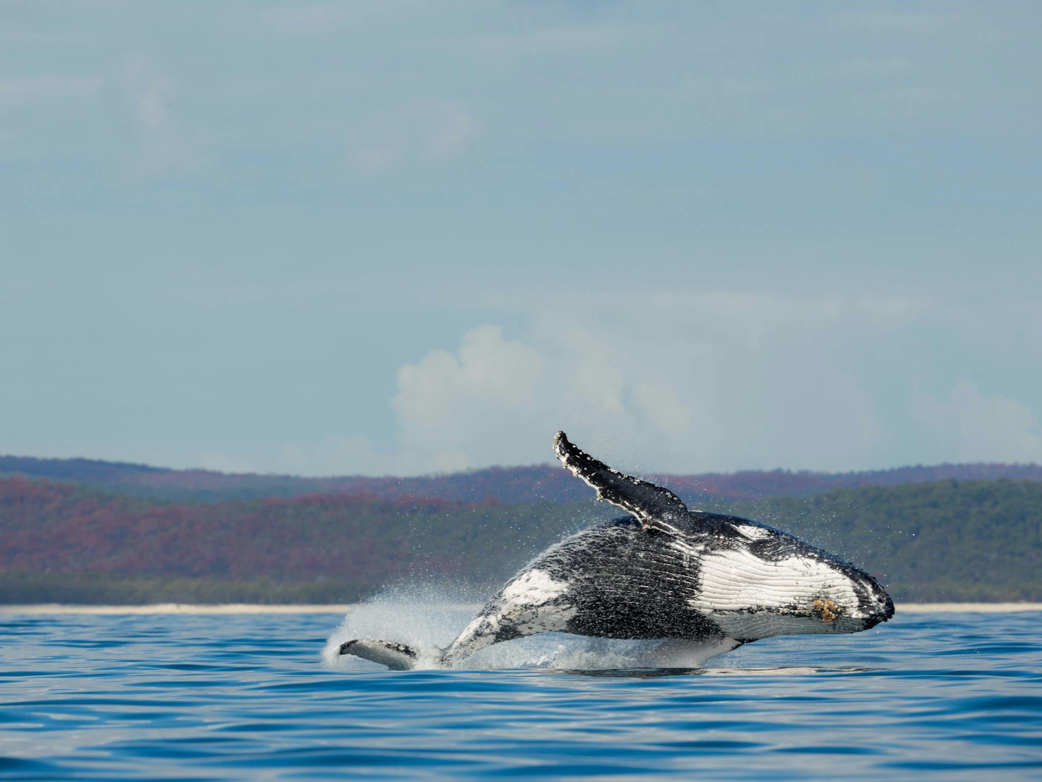 Breaching whales, Hervey Bay, Queensland. Breaching whales, Hervey Bay, Queensland.