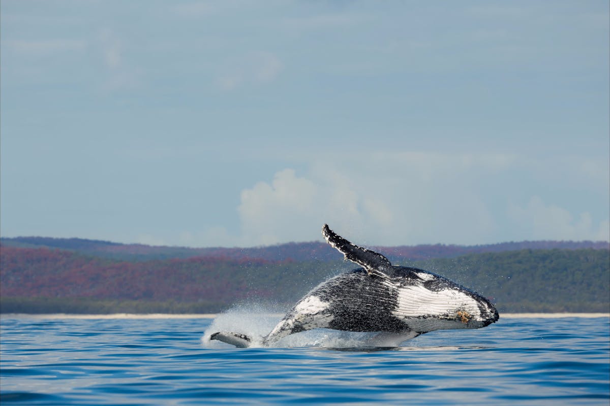 Breaching whales, Hervey Bay, Queensland.