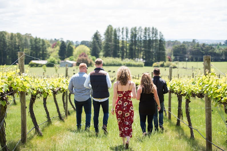 Image of the event 'Wine in the Vines'