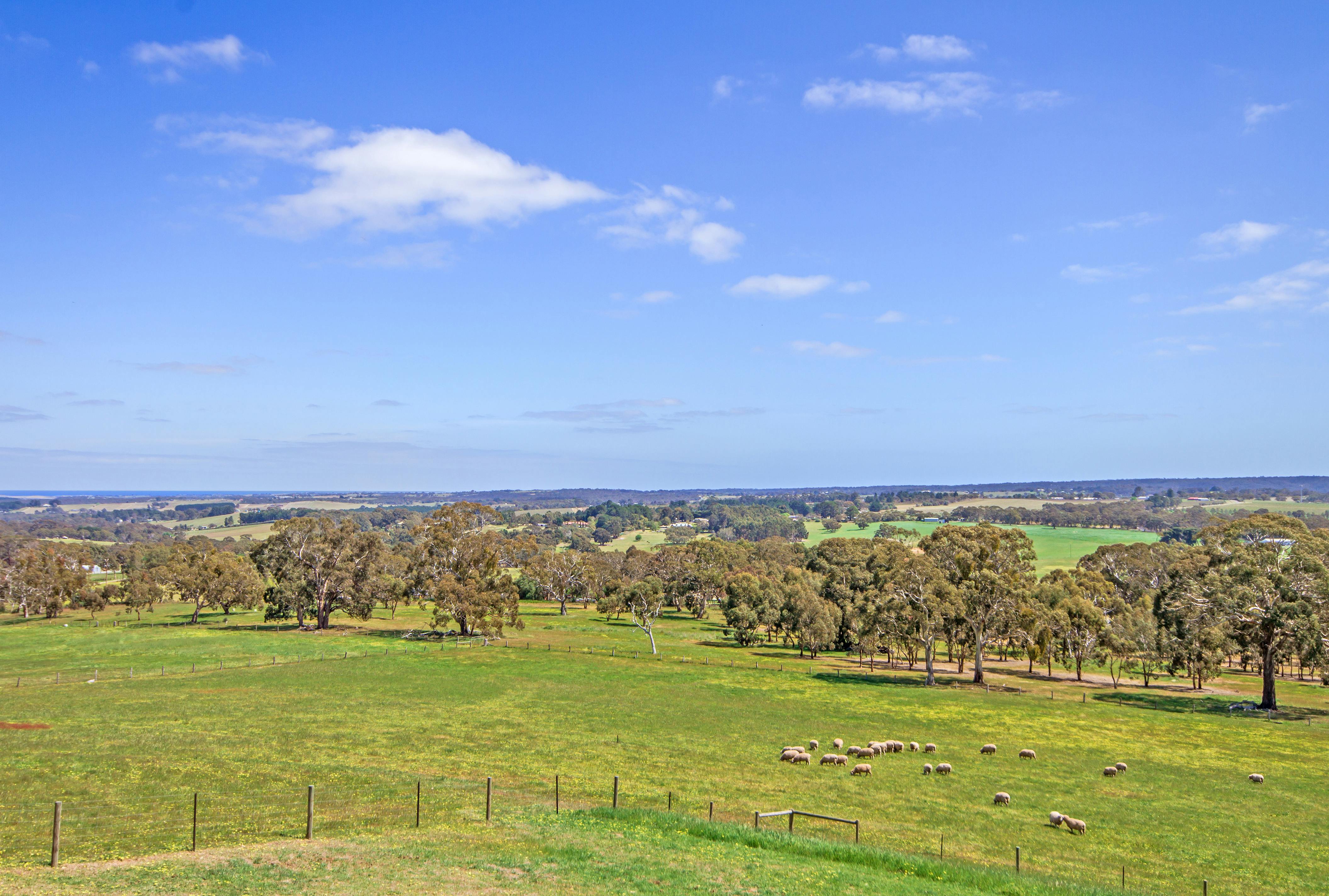 Sheep and kangaroo grazing a great past time.