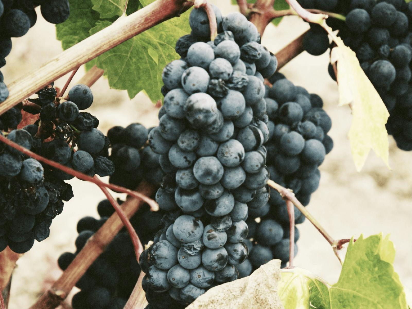 CGT Wine Tour - grapes on a vine