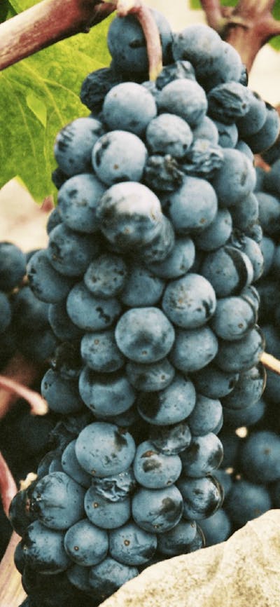 CGT Wine Tour - grapes on a vine