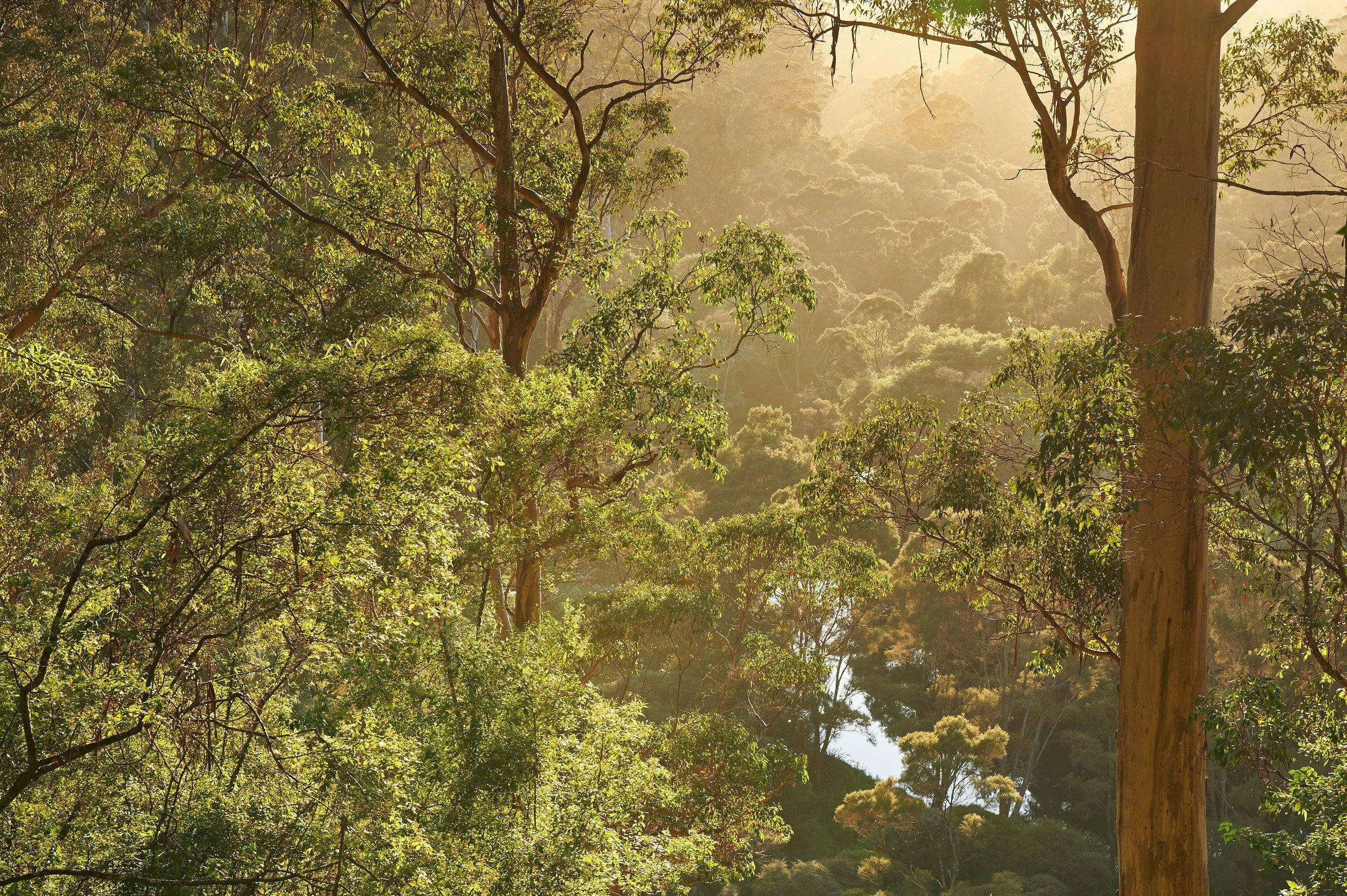 Pemberton, Western Australia