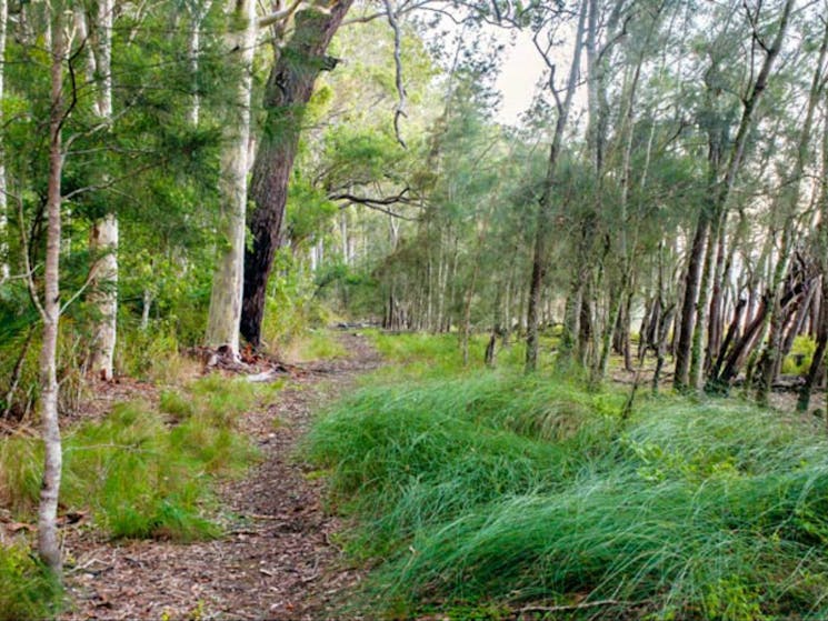 Meroo Lake walking track