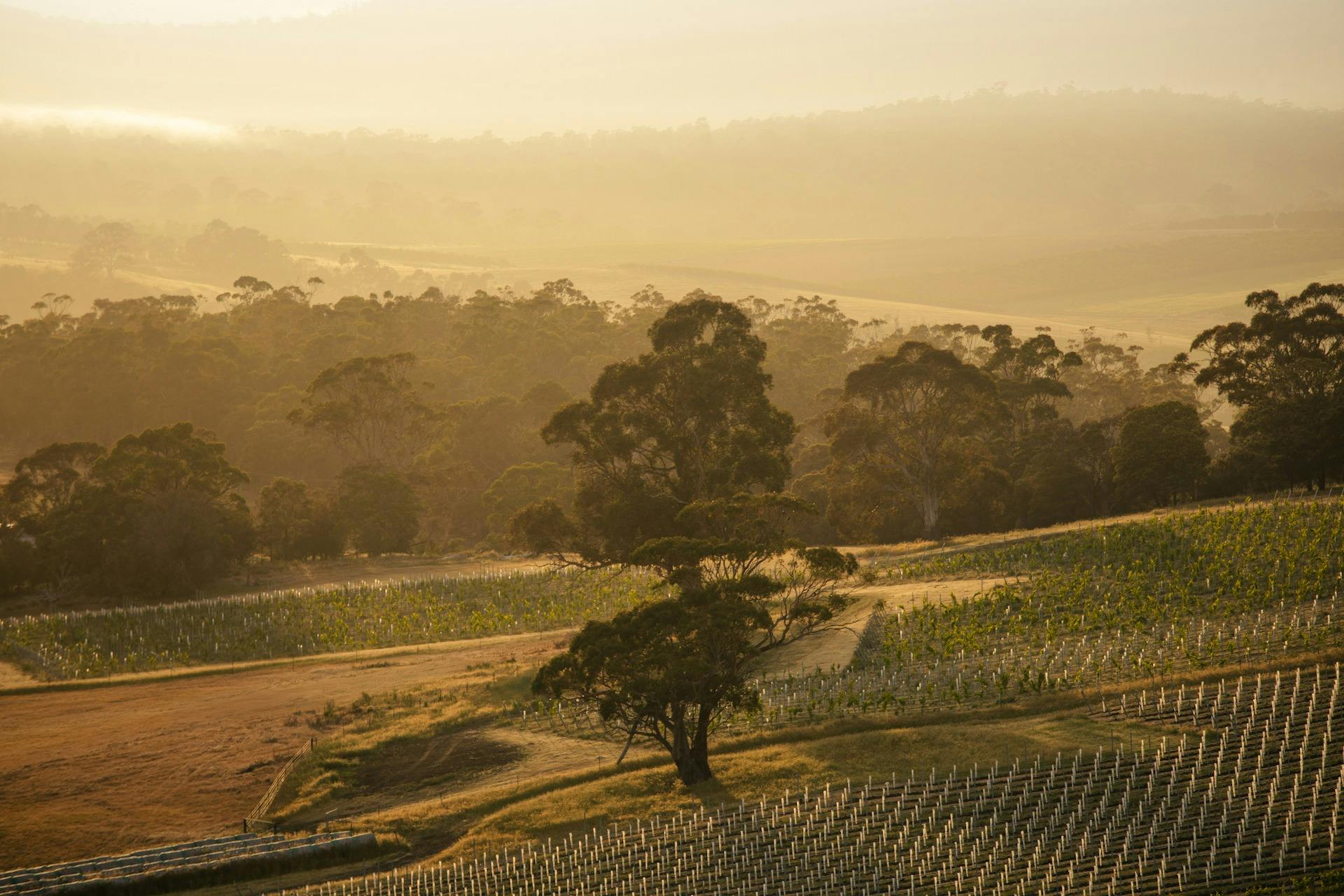 SISU WINERY COAL RIVER VALLEY