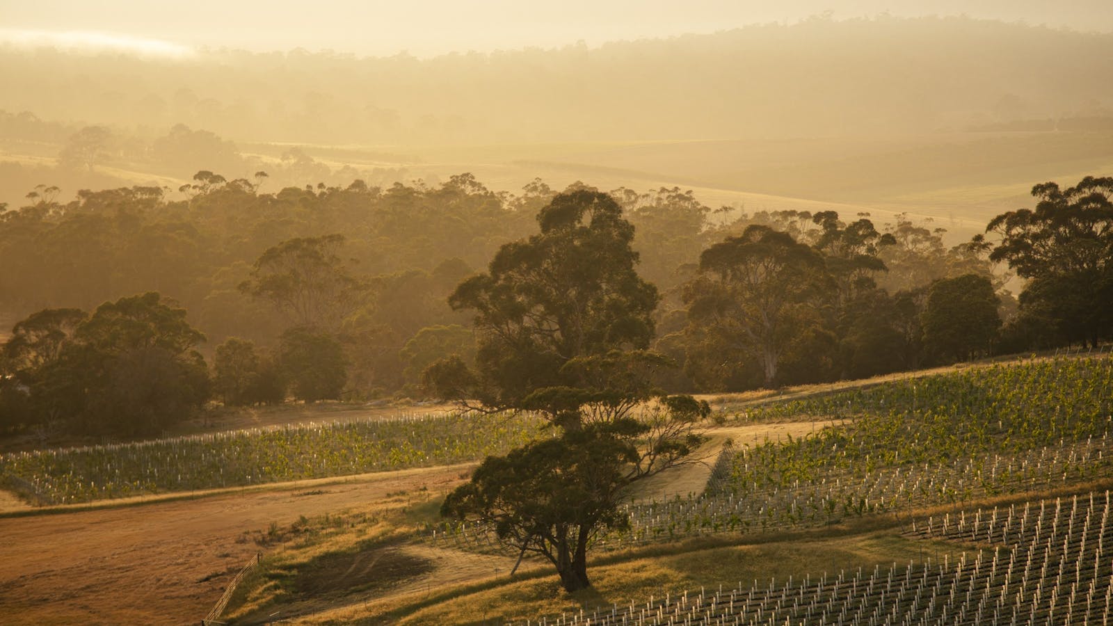 Sisu Winery Sunrise, Coal River Valley