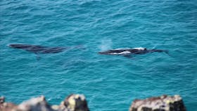 Humpback Whales taken from the top of Double Island Point