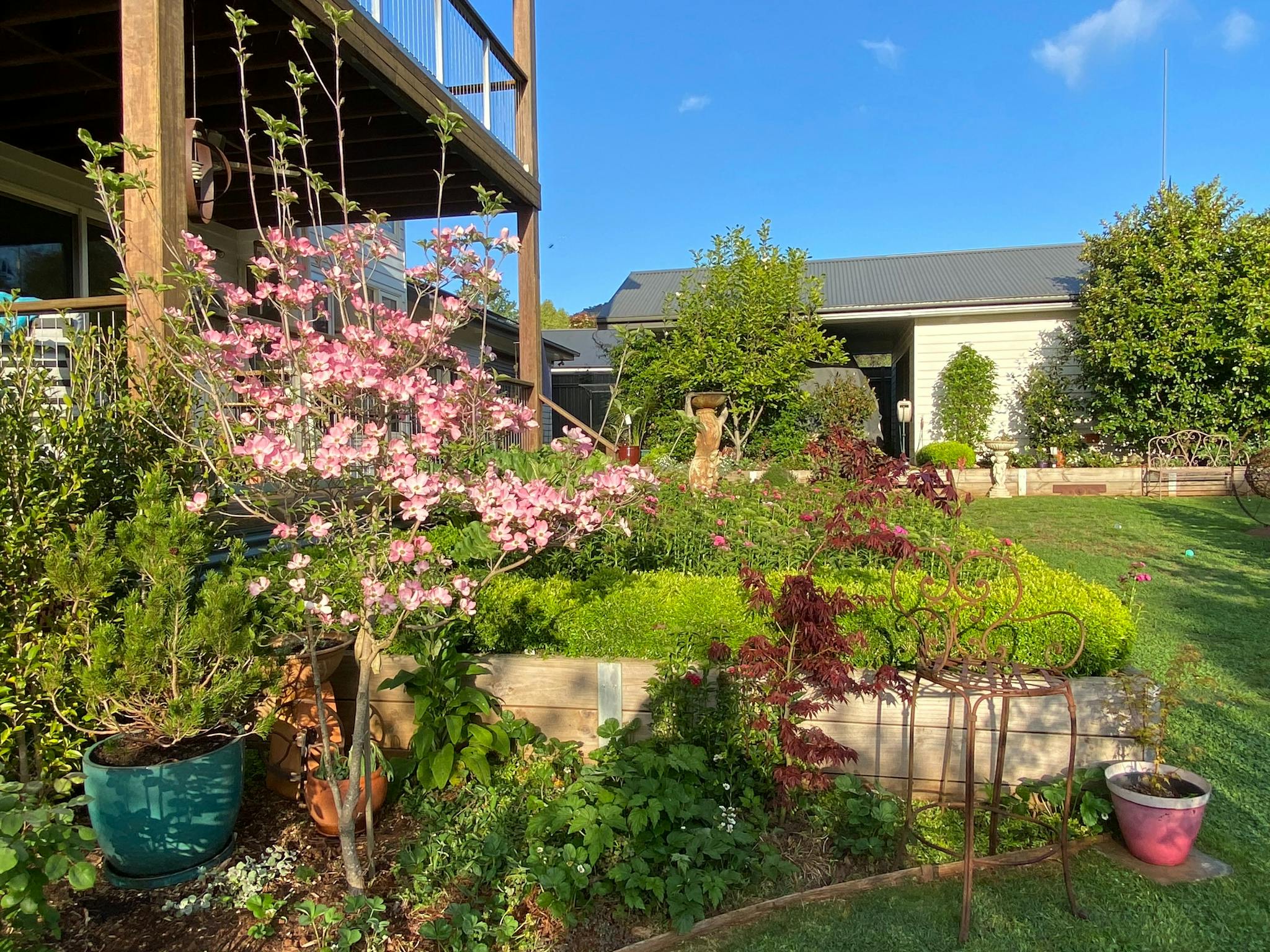 plants in a garden