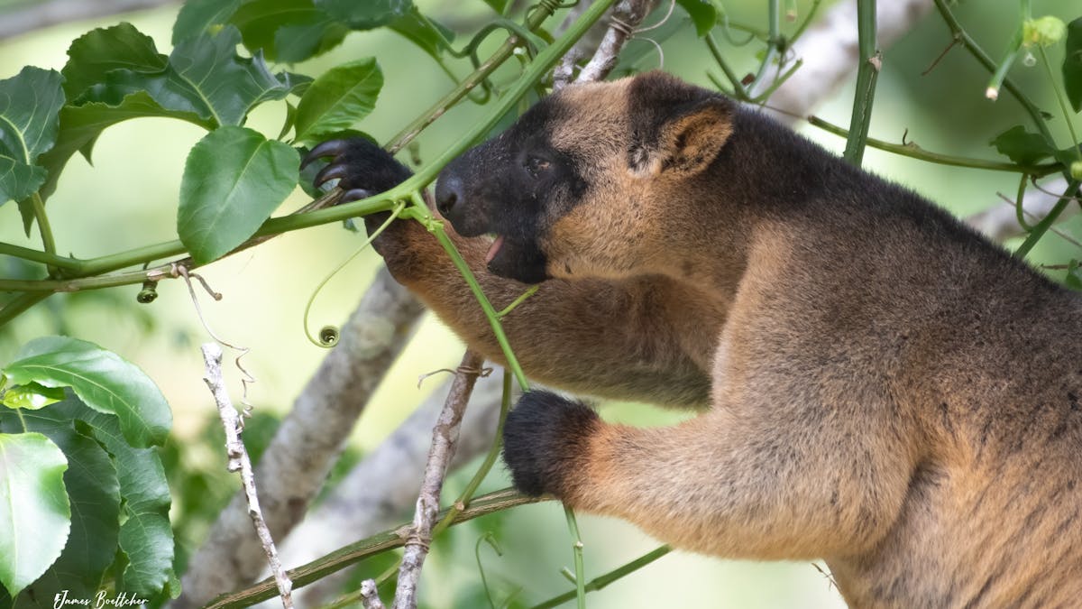 Lumholtz Tree Kangaroo