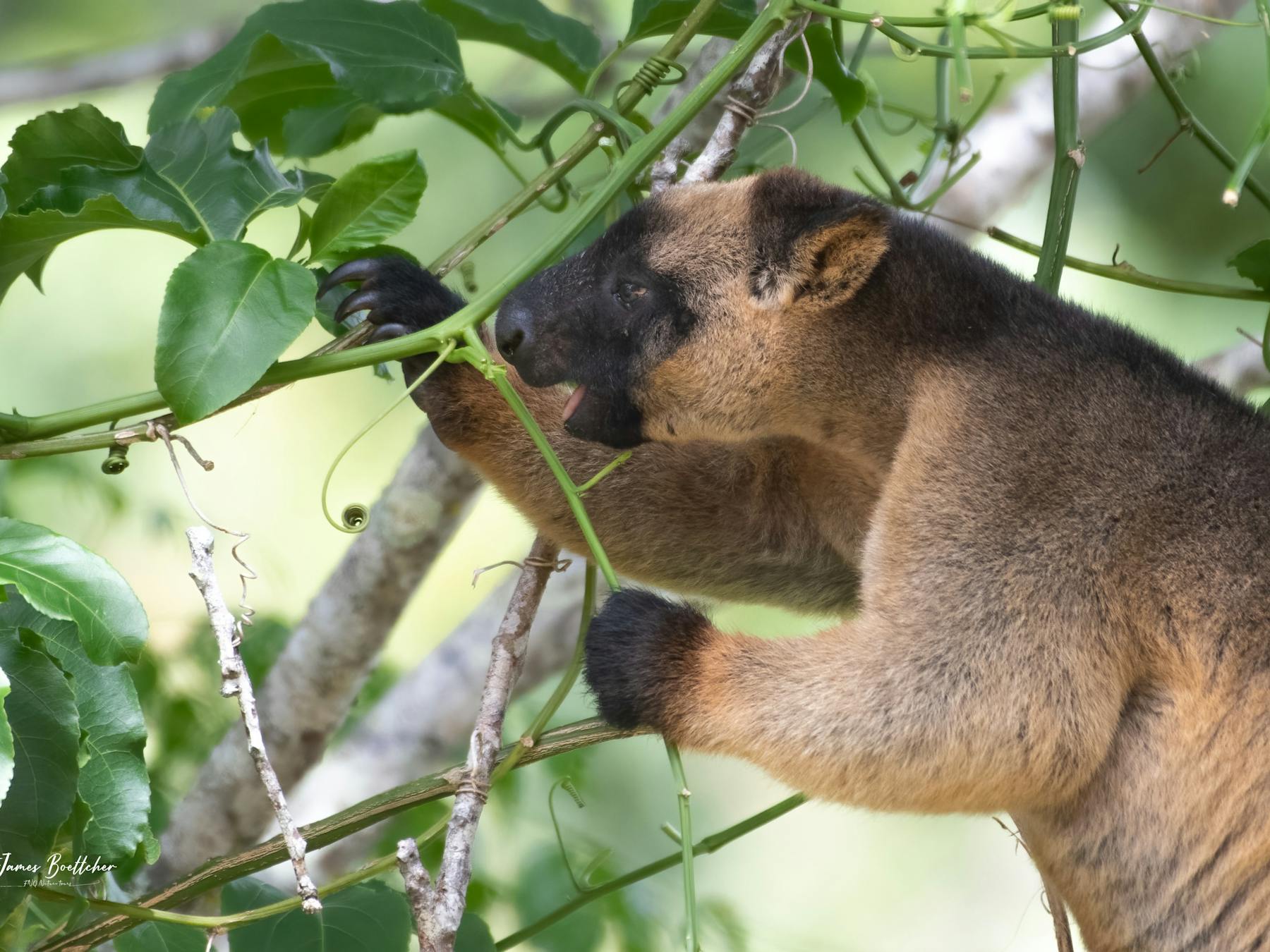 Lumholtz Tree Kangaroo