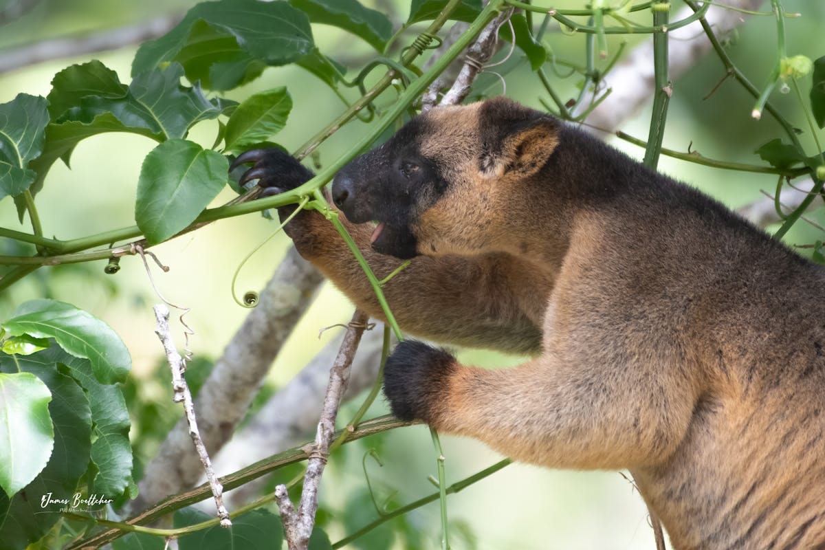 Lumholtz Tree Kangaroo