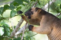 Lumholtz Tree Kangaroo