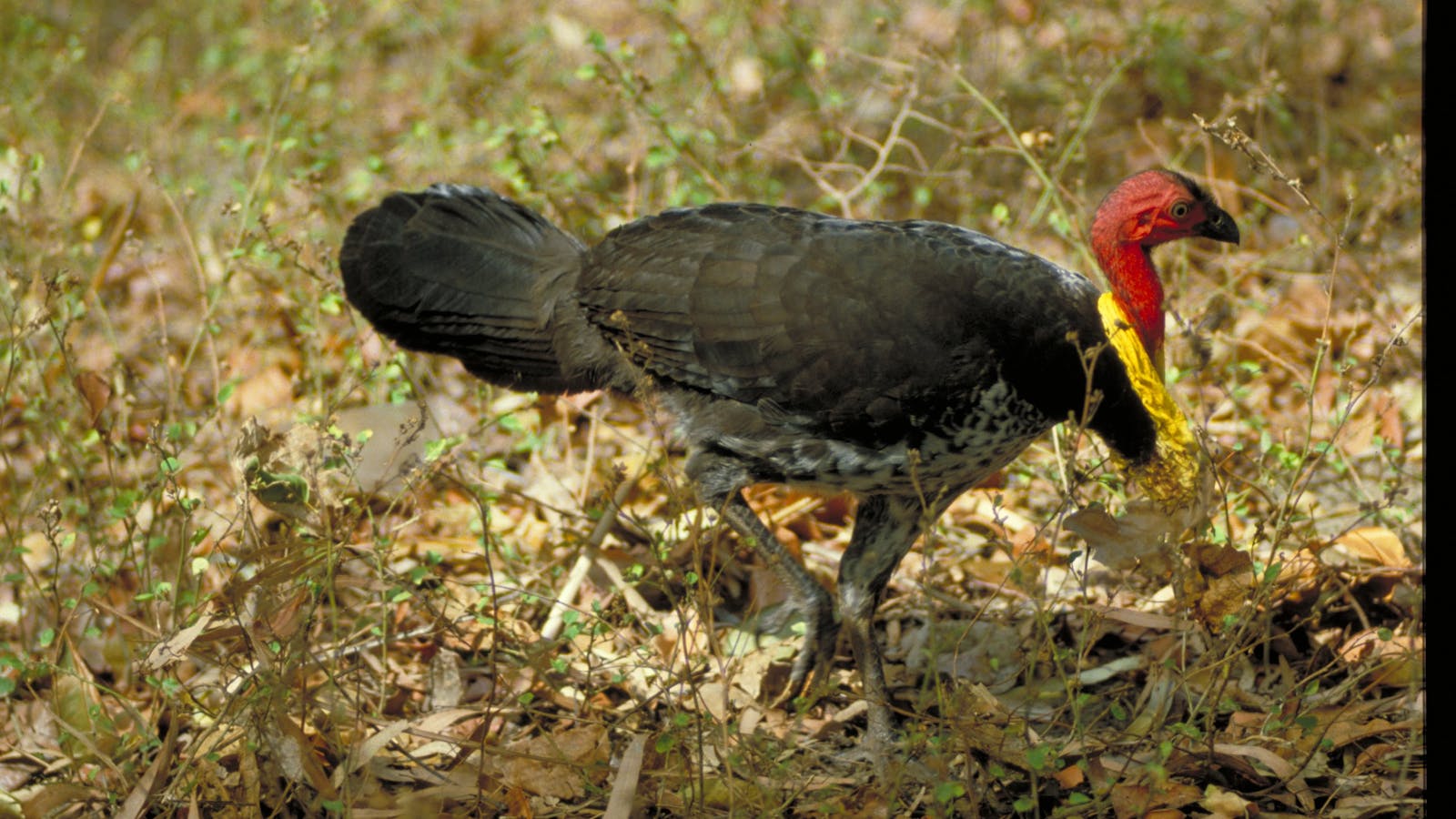 Mount Whitfield Conservation Park