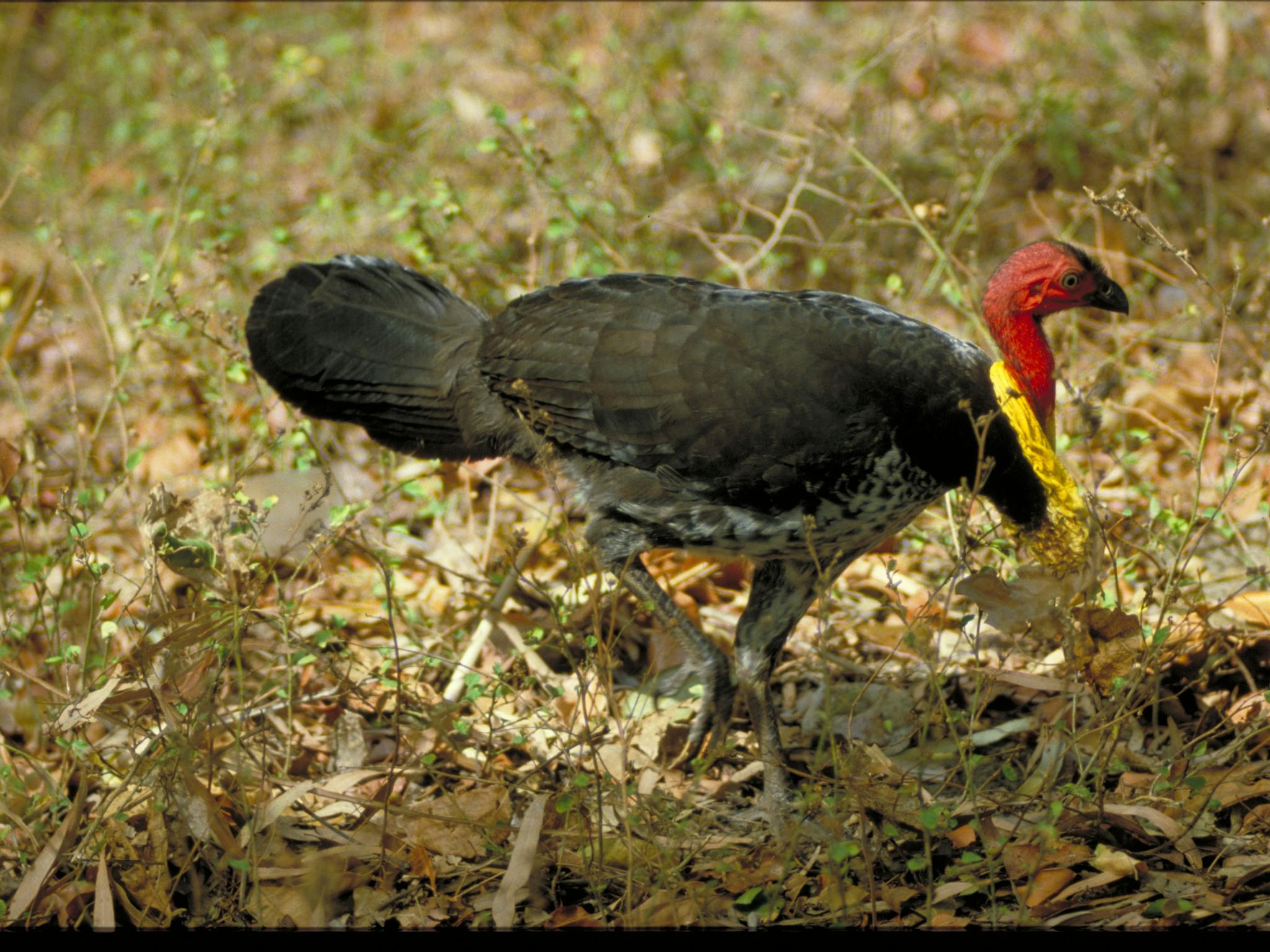 Male Australian brush-turkey.