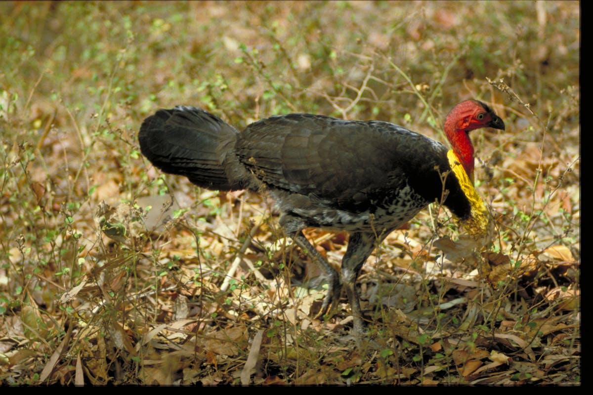 Male Australian brush-turkey.