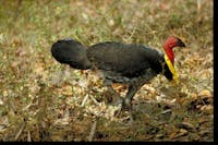 Male Australian brush-turkey.