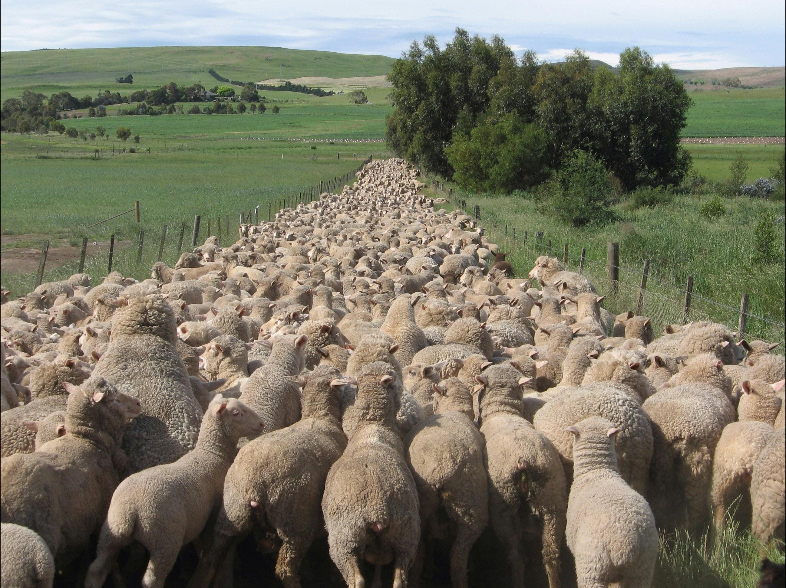 sheep farms to visit