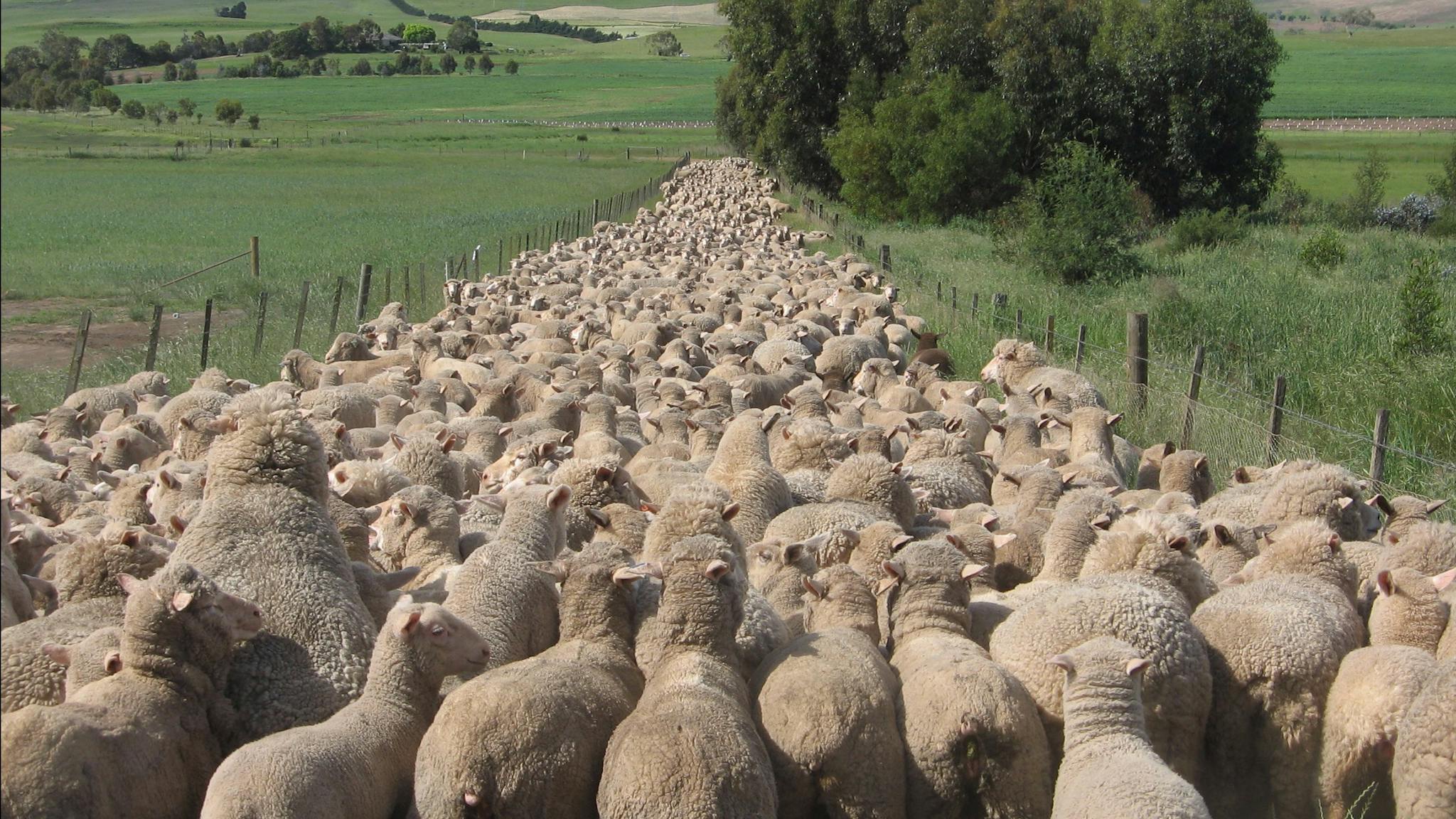 3000 Sheep