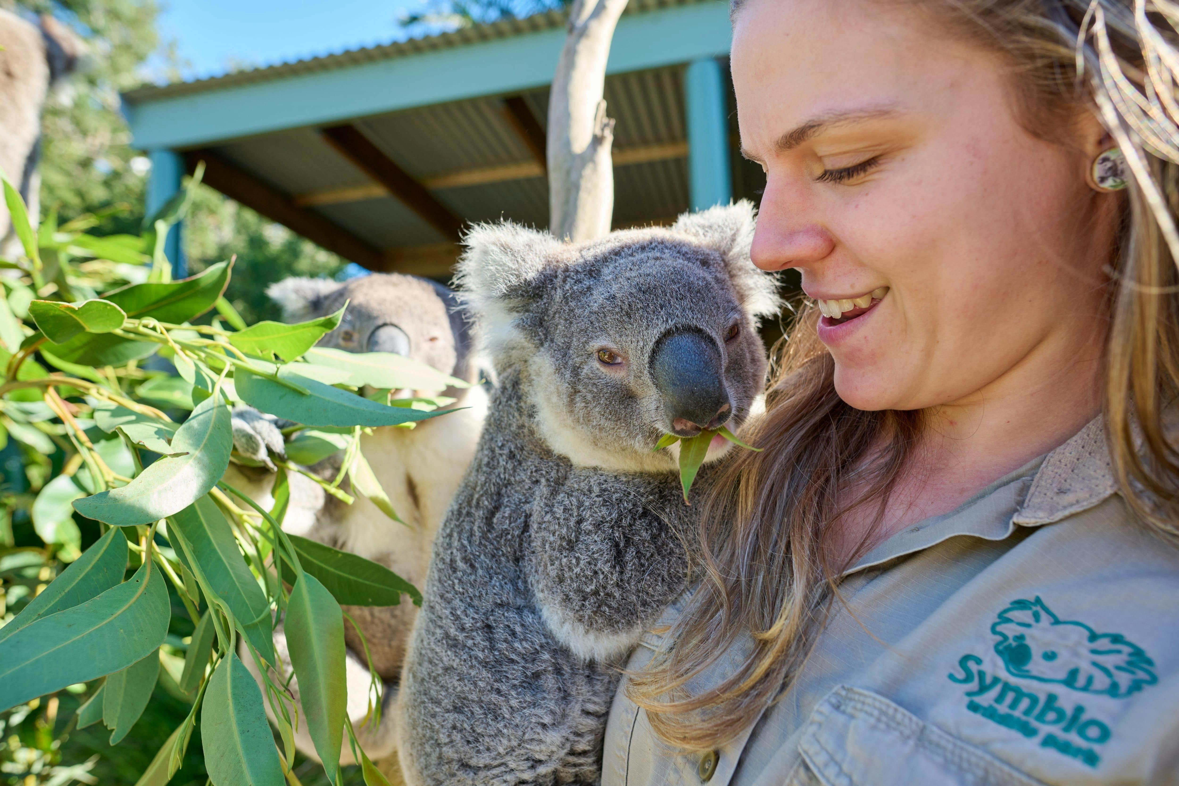 Meet cuddly koalas at Aussie wildlife sanctuary.