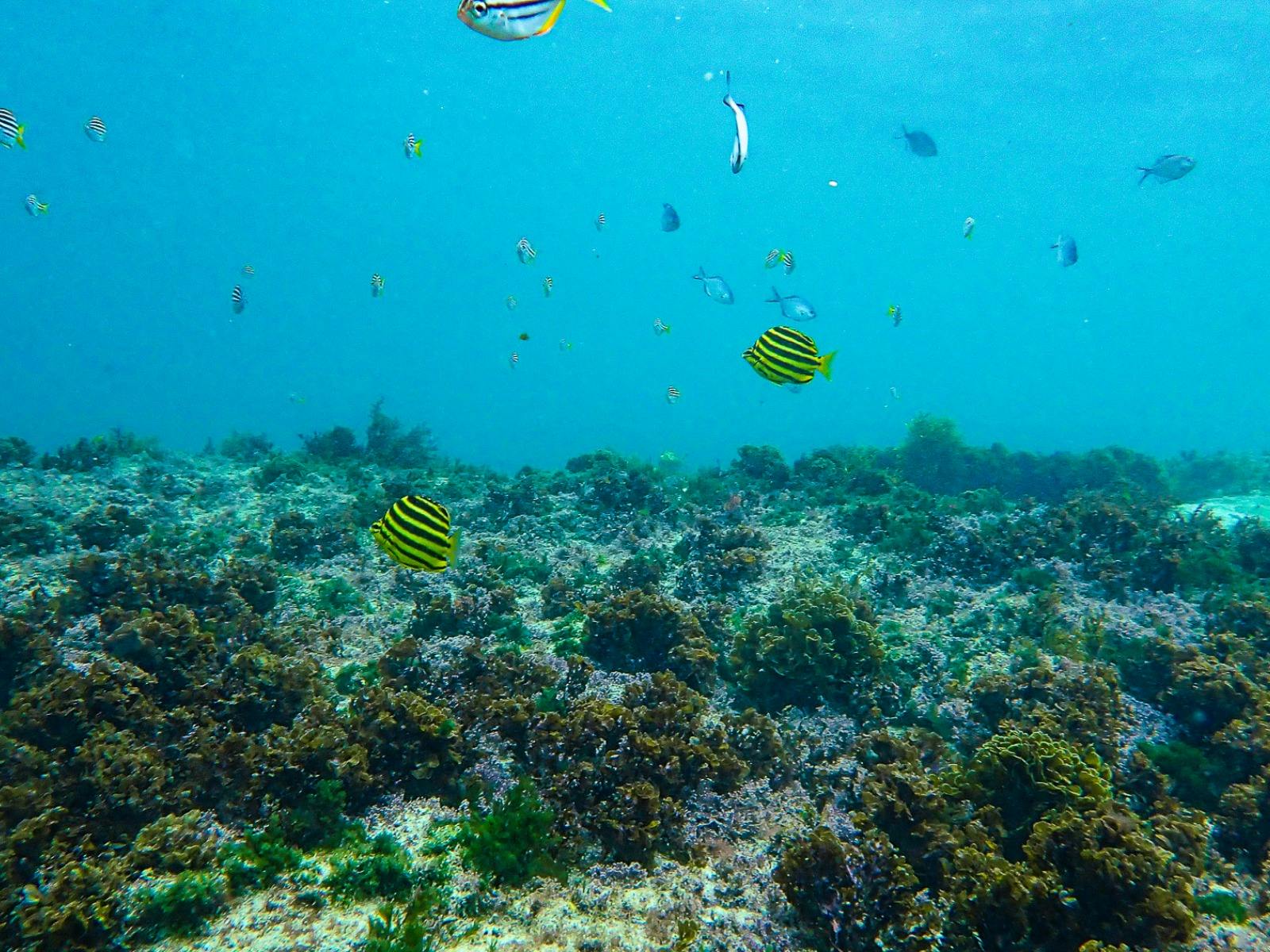 Stripey, Silver Sweep und mehr schwimmen direkt vor Ihrer Schnorcheltour