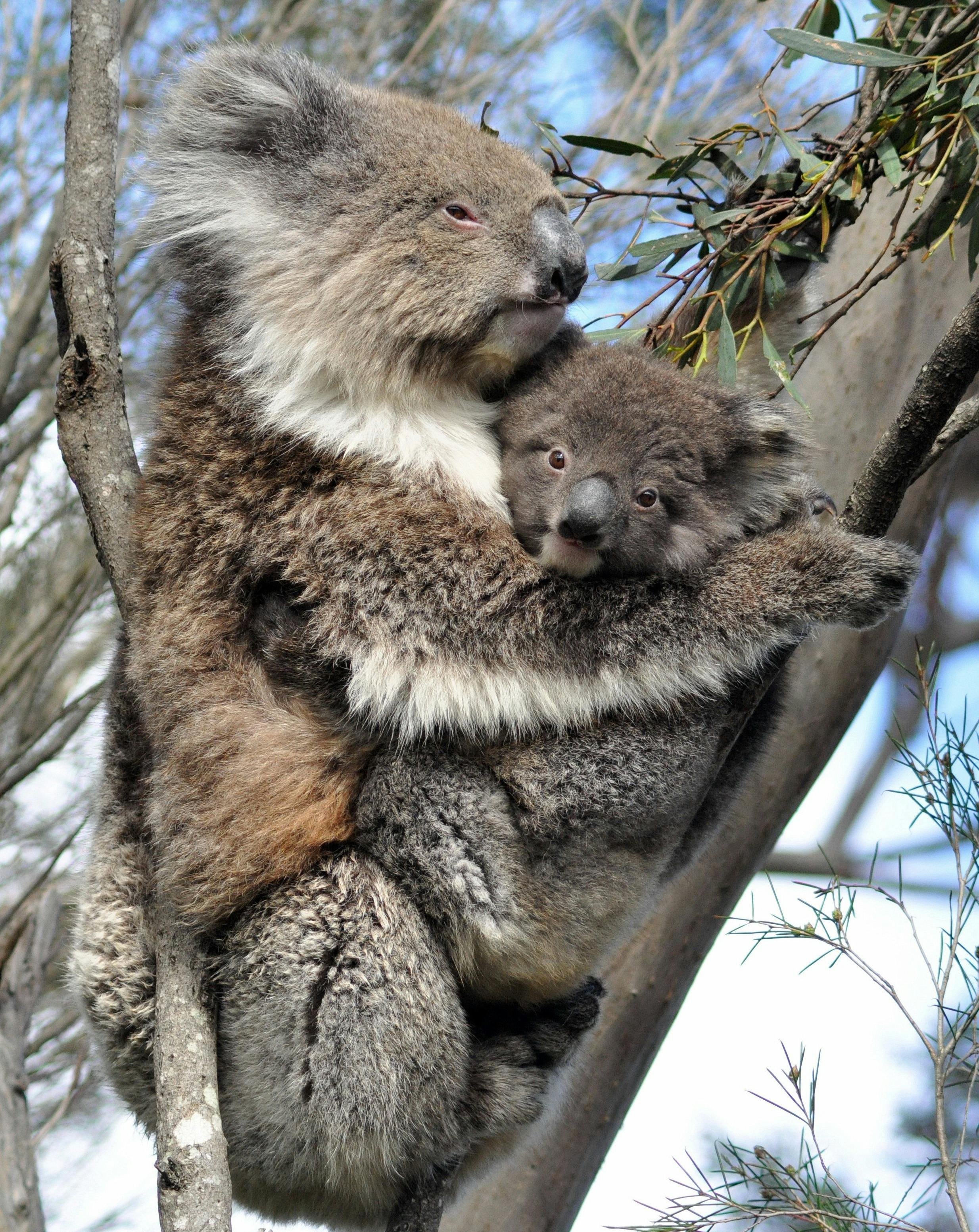 Kangaroo Island Touring koala joey wildlife. tour ecotourism sustainable ecoluxury guide Company