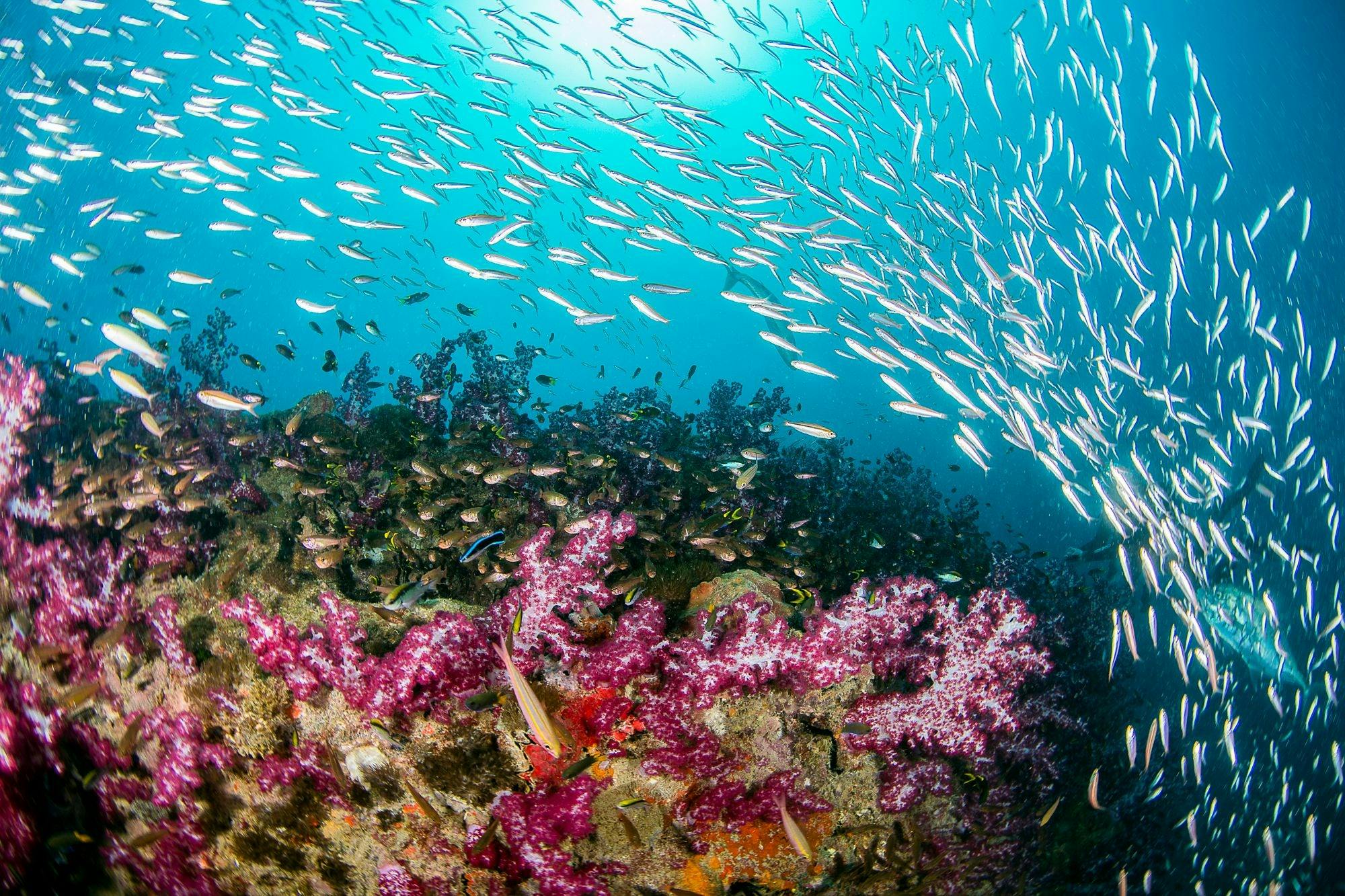 Abundant fish life