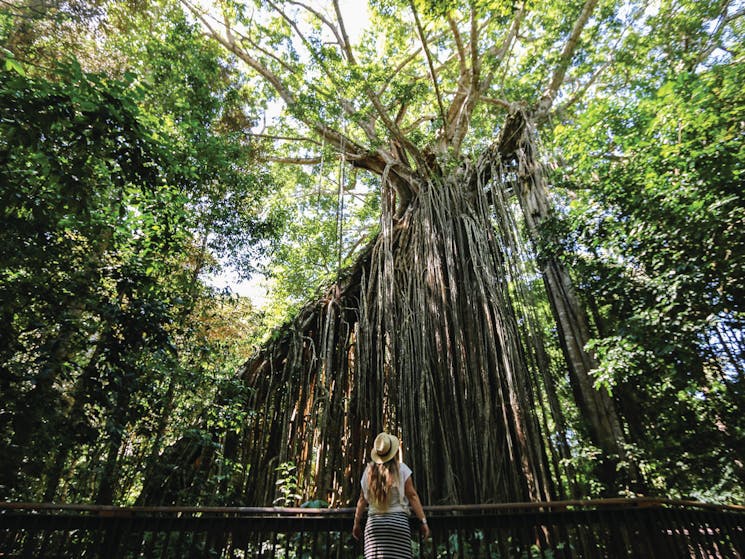 Dorrigo National Park