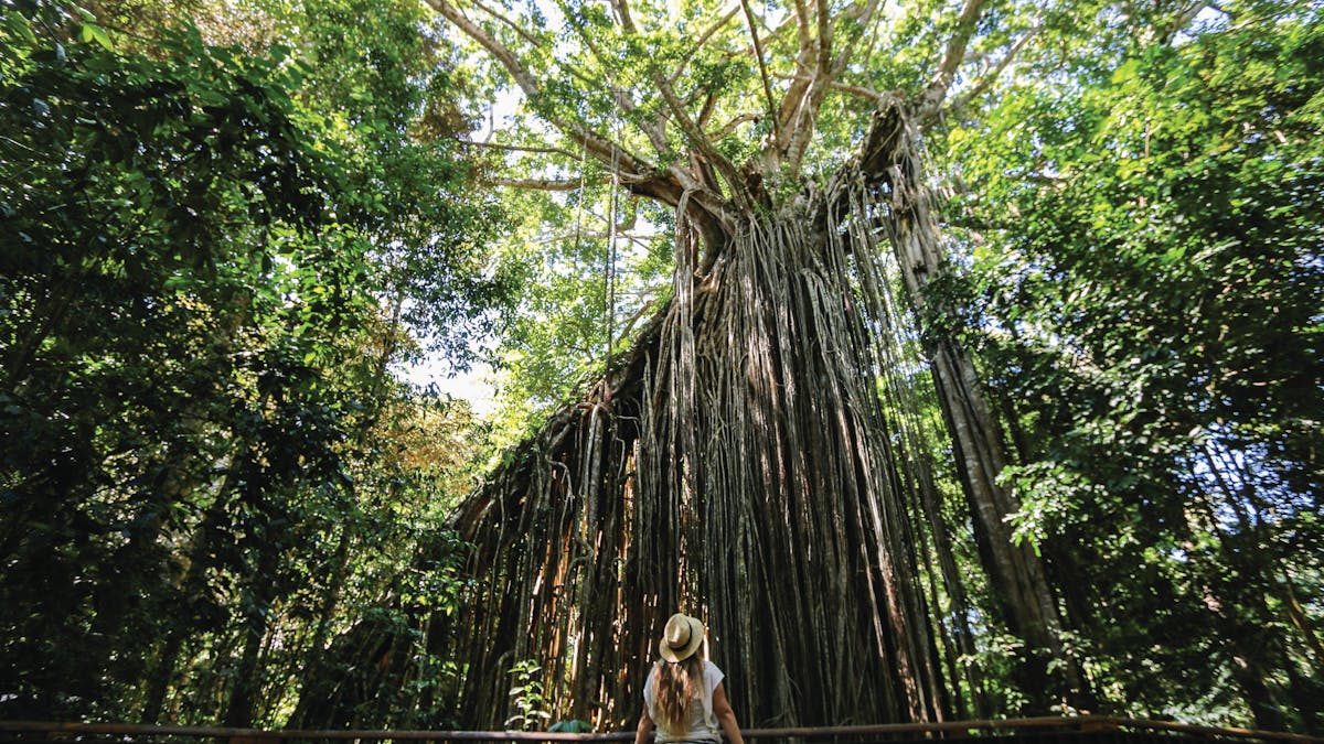 Dorrigo National Park