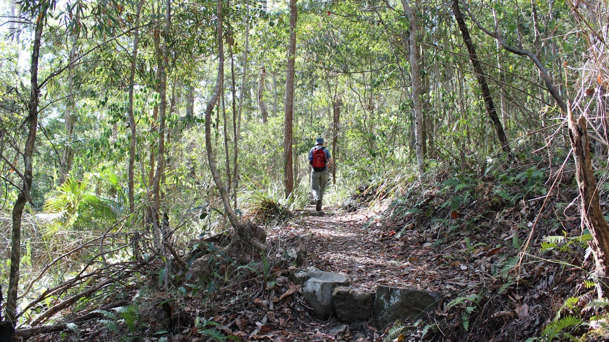 Walker on forested track, Morelia.