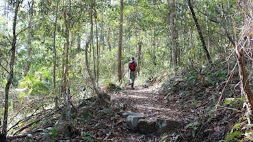 Walker on forested track, Morelia.
