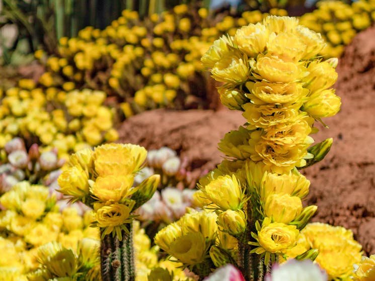 Stunning yellow coloured cactus clowers for as far as the eye can see