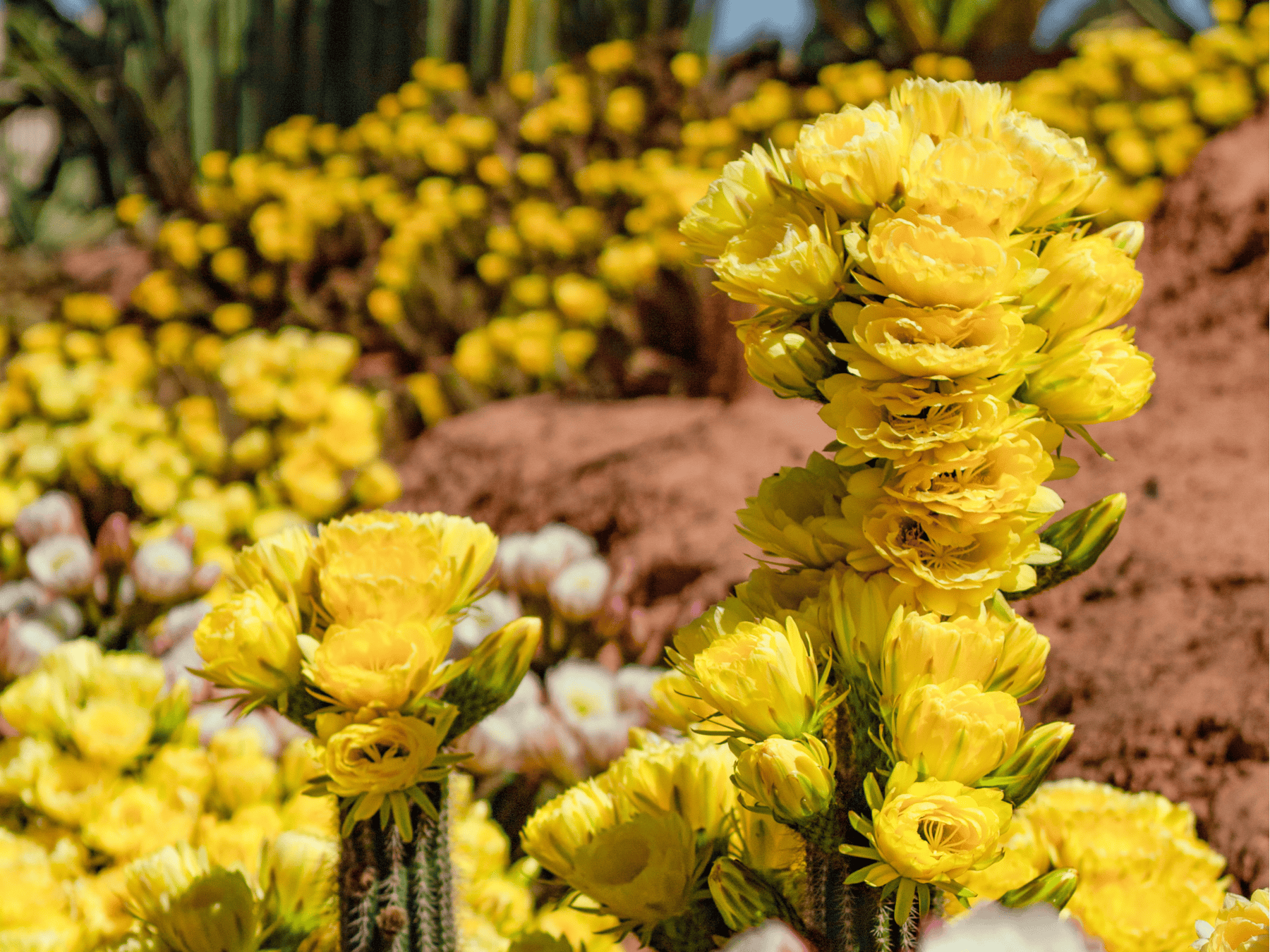 Stunning yellow coloured cactus clowers for as far as the eye can see
