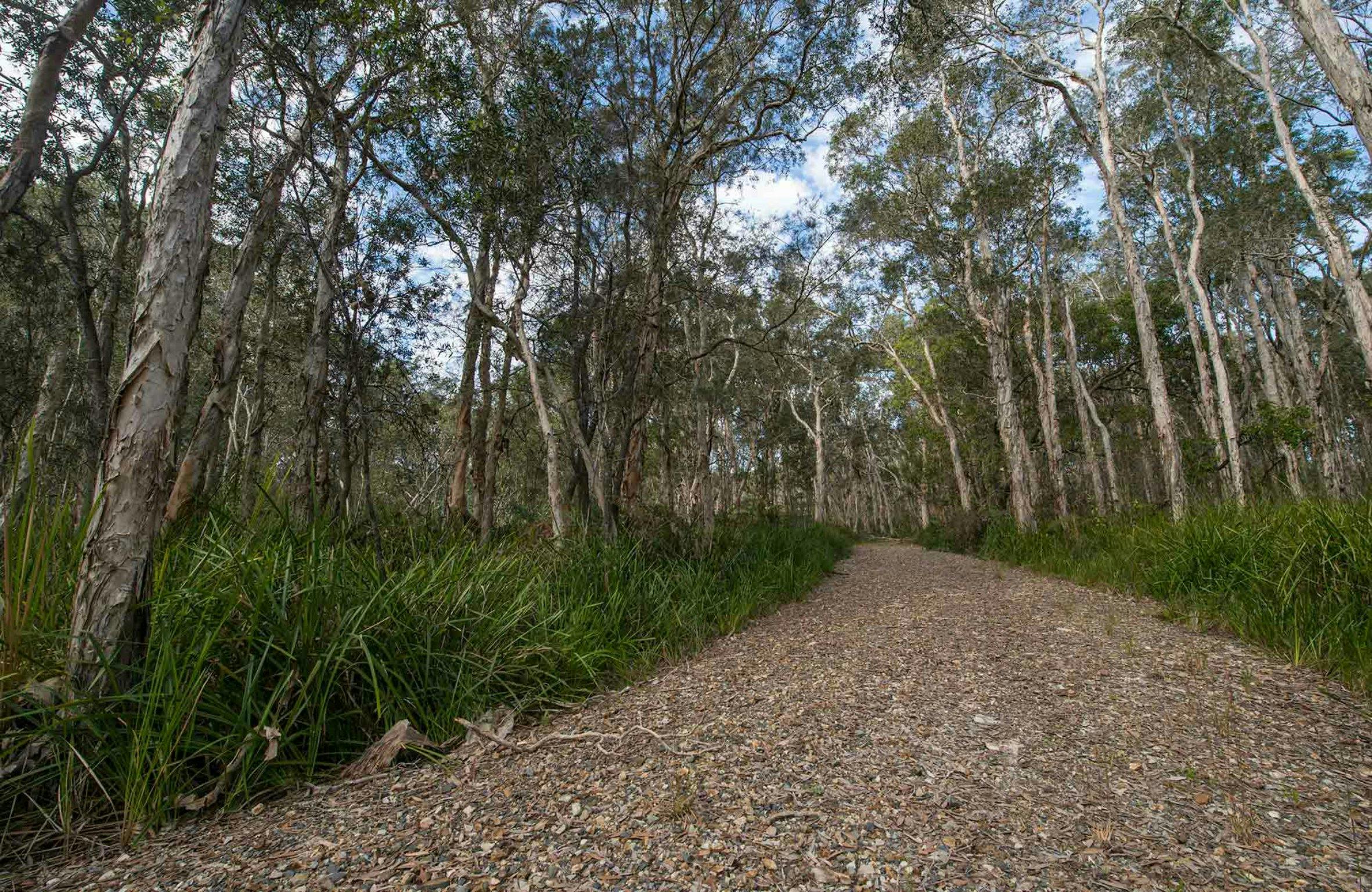 Googik Heritage walking track, Lake Innes Nature Reserve. Photo: John Spencer
