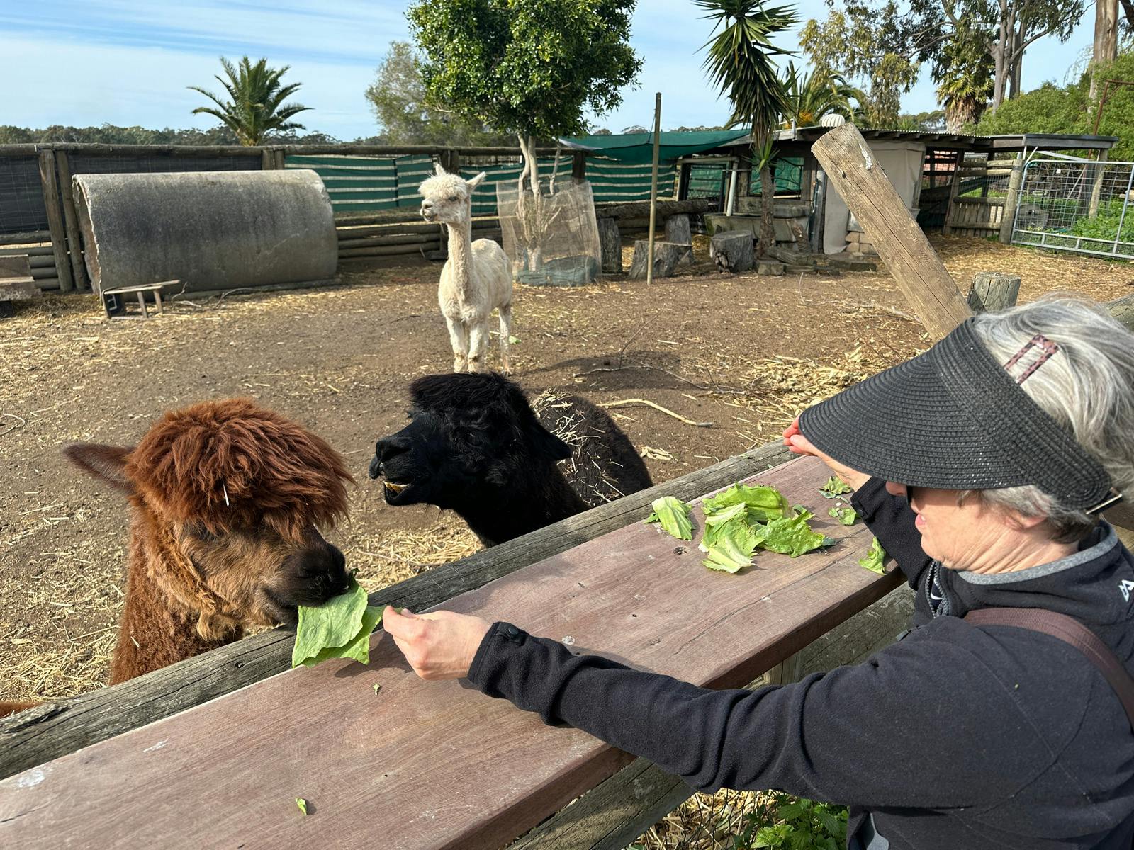 Feeding the alpacas at Whitefeather Red winery