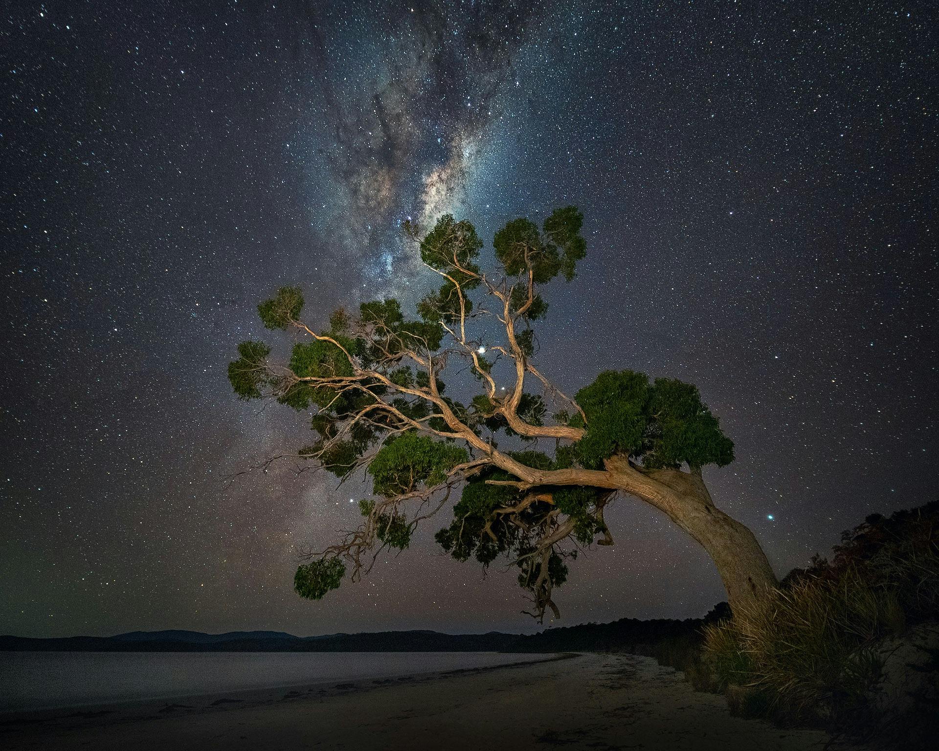 A magnificent gum tree arches over a beach with the milky way in the sky above.