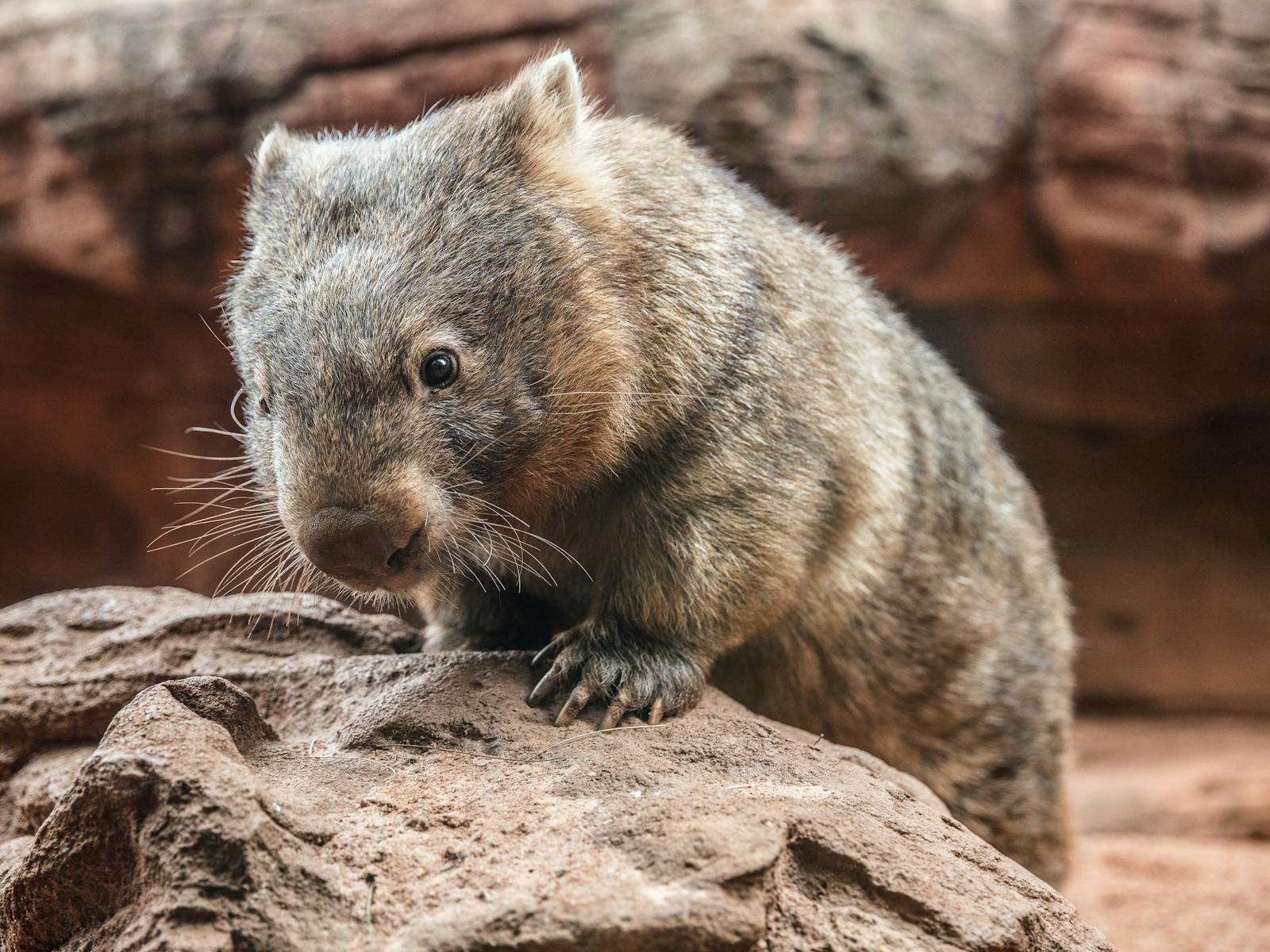 Wombat