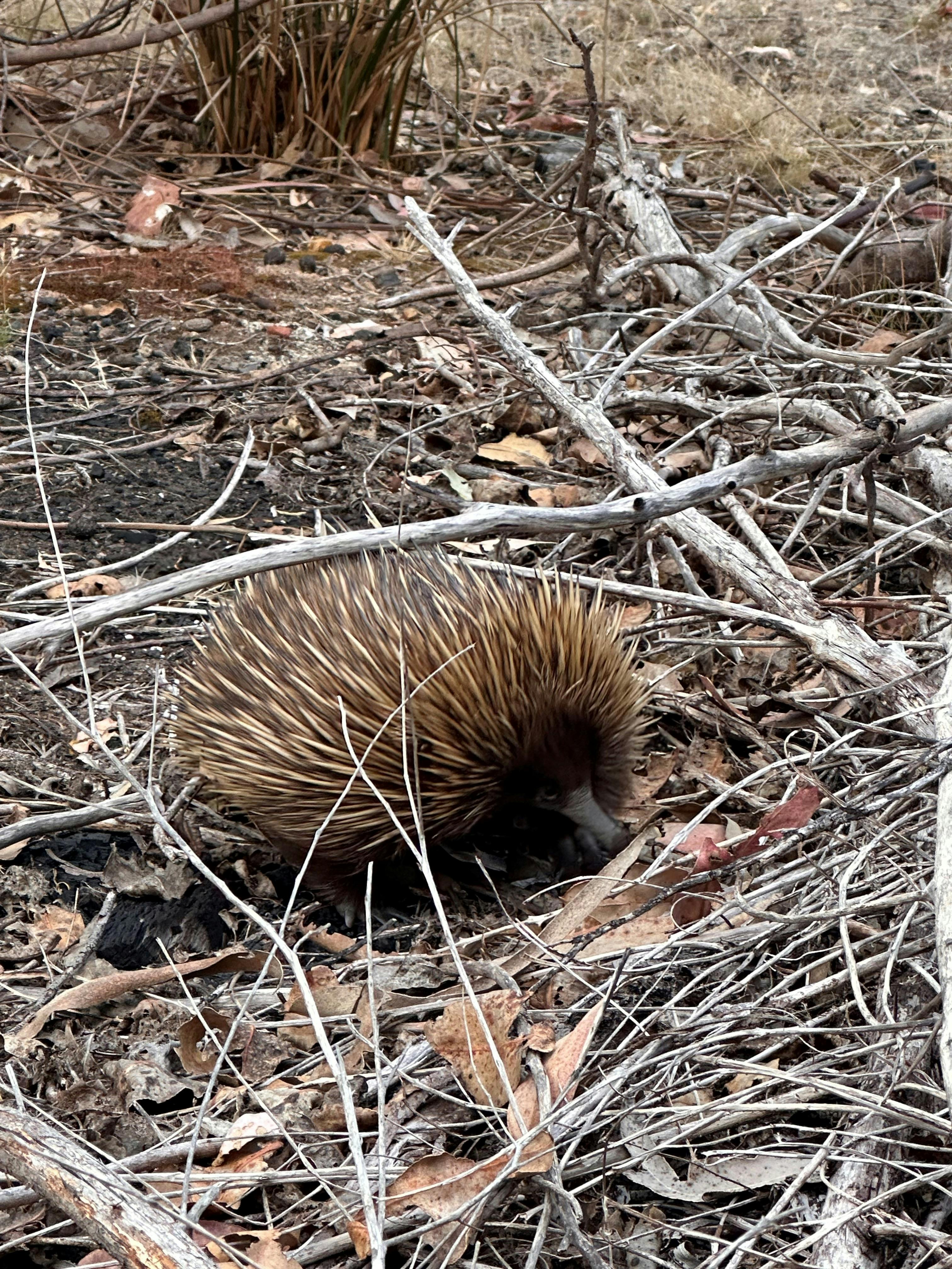 Echidna