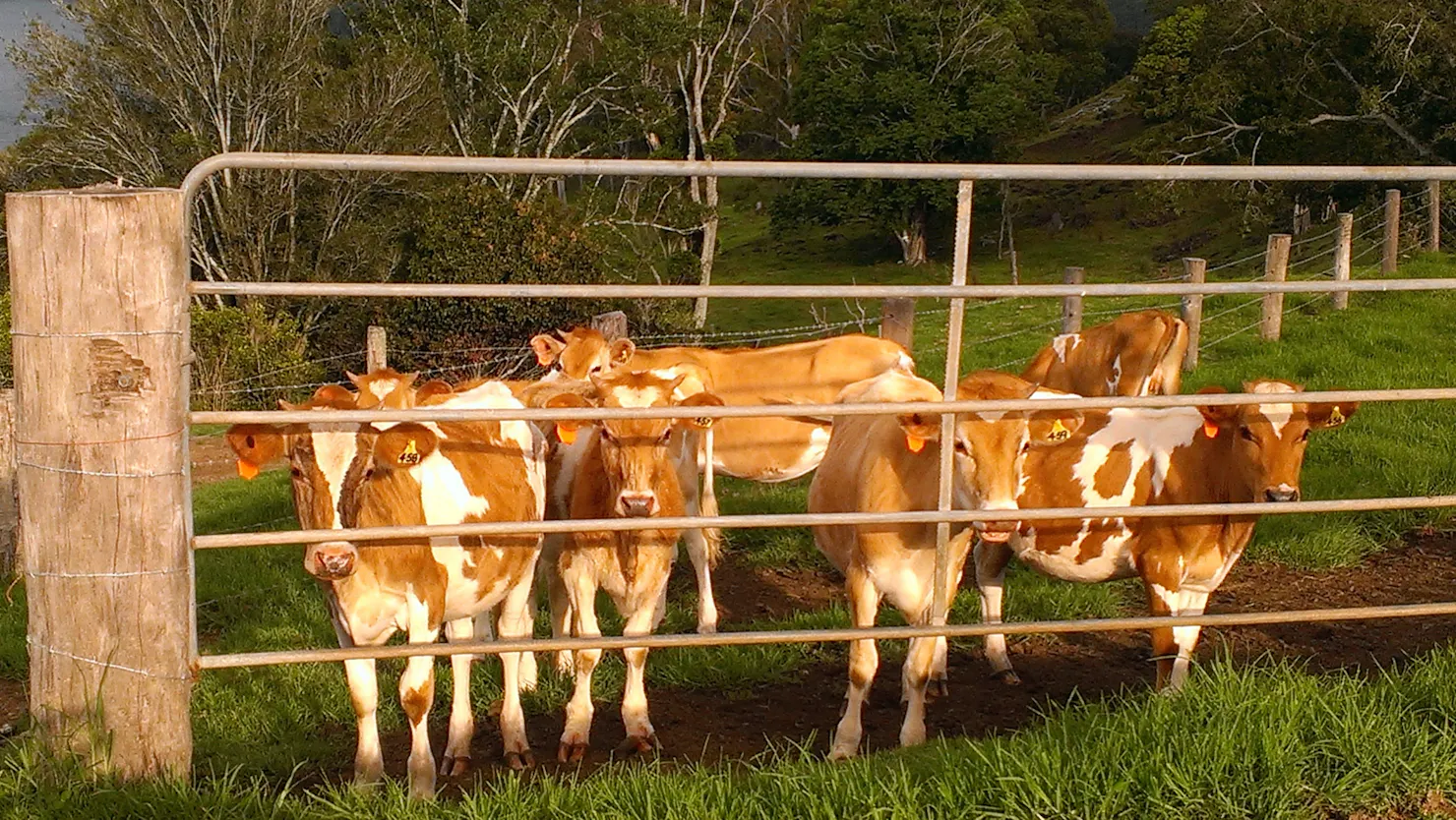 Guernsey Heifers