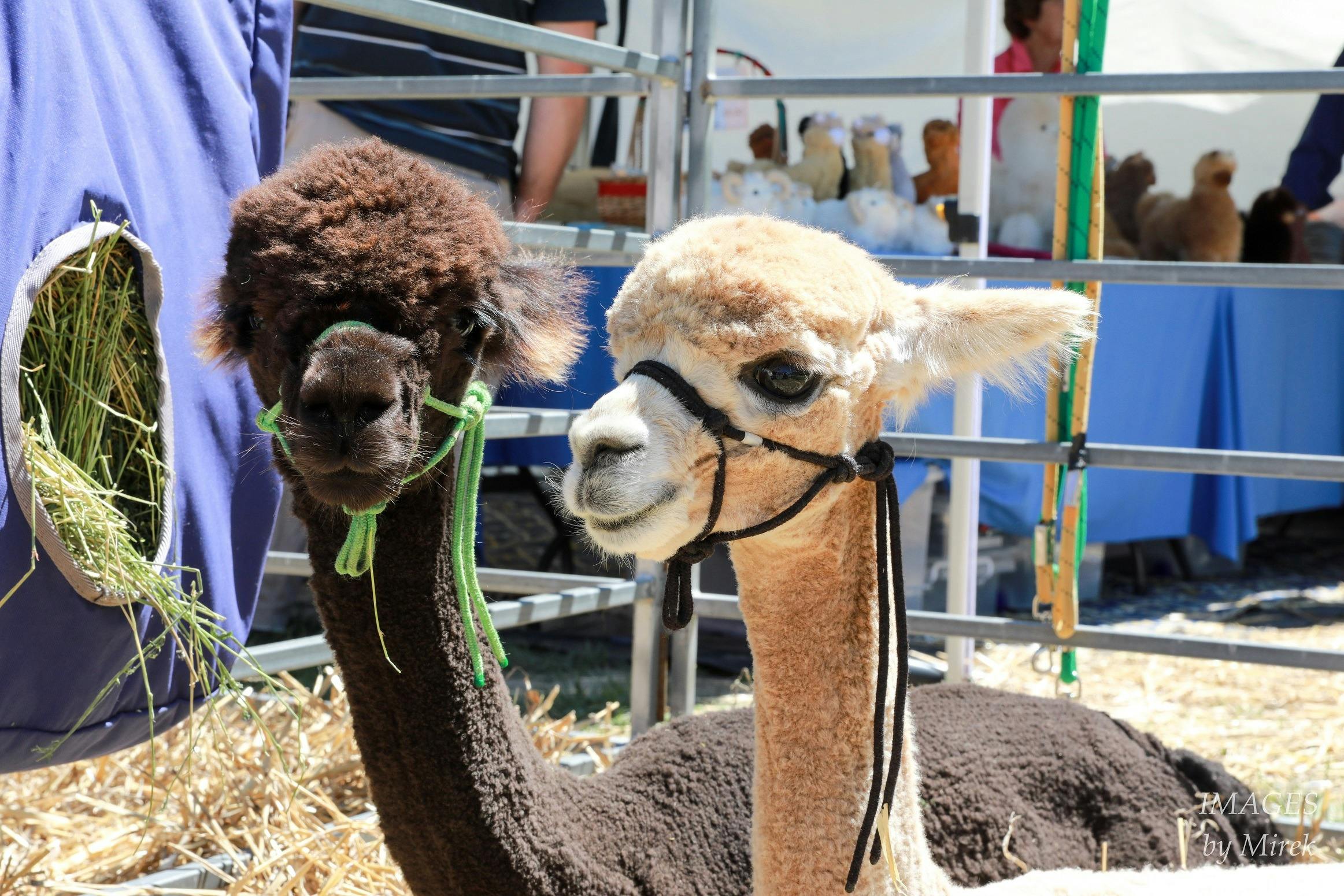 Alpacas