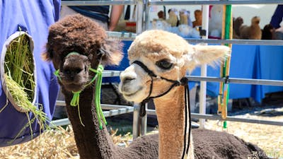 Alpacas